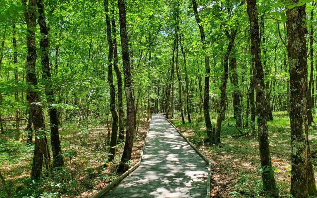 Forêt de Buzet
